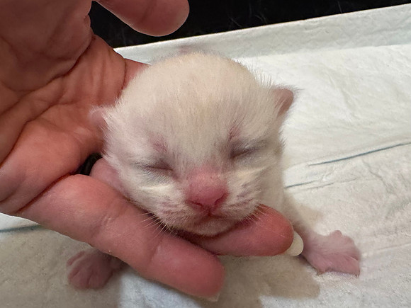Arnold Palmer (Boy, Silver Cream High White) Ready to go home: 8/17/26