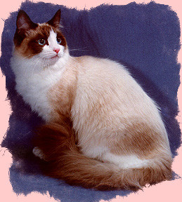Encore Cats Electra