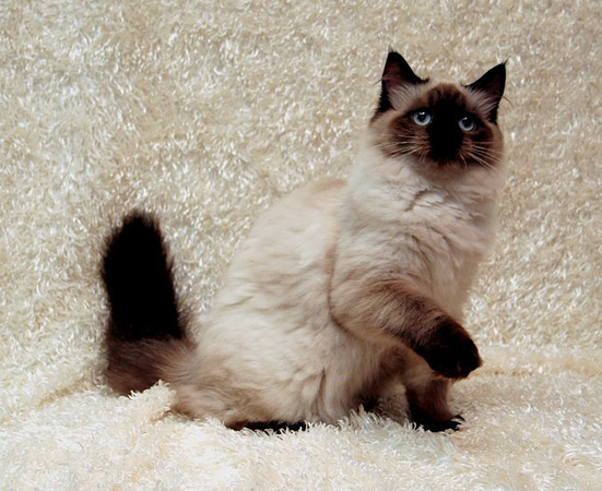 Encore Cats JJ