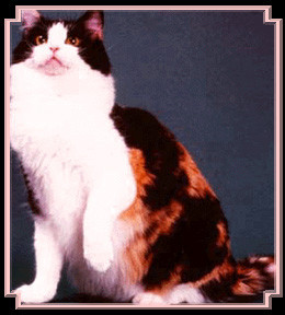 Liebling Cats Pennyanydots
