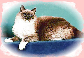 Missie Mittens of Encore