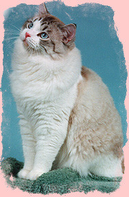 CH Encore Cat's Robin Goodfellow, aka Puck