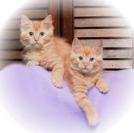 Butch Cassiday and Socrates