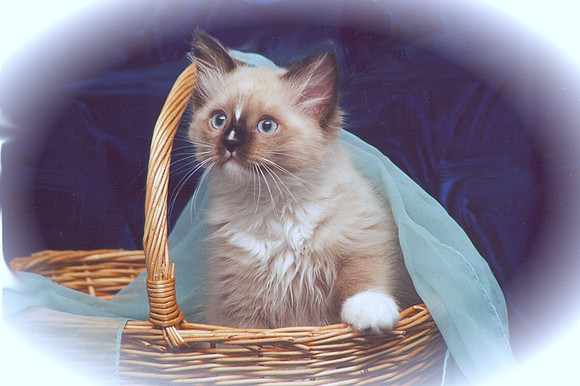 Encore's Portia