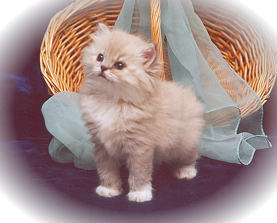 Encore's Tiny Tim