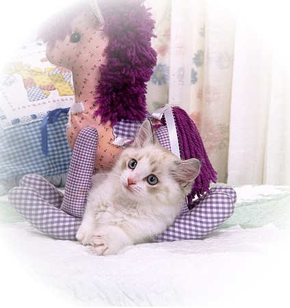 CH Encore Cat's Robin Goodfellow