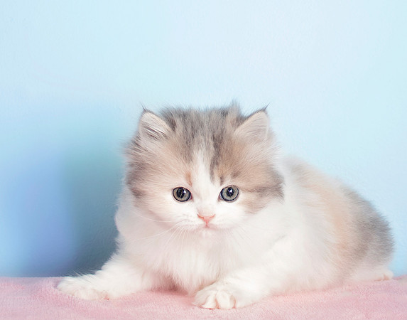 Giggles, Blue Patch Tabby and White Female - RESERVED