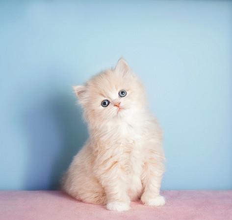 Binky Boo (now Penny), Cream Sepia and White Female - RESERVED