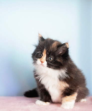 ACCEPTING APPLICATIONS: Tootsie, Tortoiseshell and White Female
